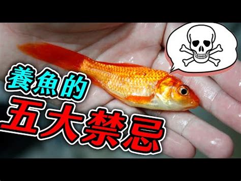 家中養魚|新手養魚知識